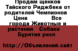 Продам щенков Тайского Риджбека от родителей Чемпионов › Цена ­ 30 000 - Все города Животные и растения » Собаки   . Бурятия респ.